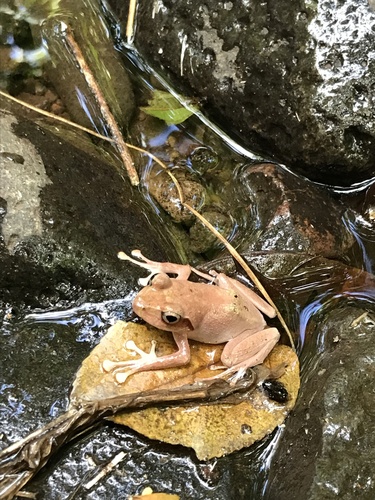 Fiji Tree Frog