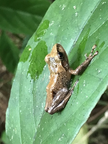 Fiji Tree Frog