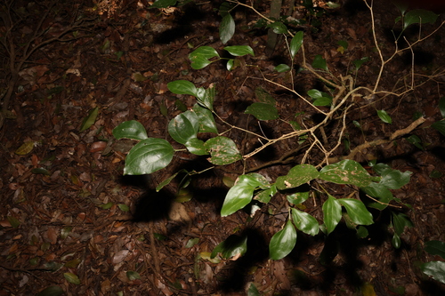 Image of Acacia bakeri by (c) Greg Tasney, some rights reserved (CC BY-SA)