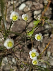 Sabulina douglasii