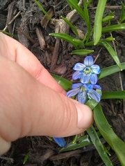 Scilla siberica
