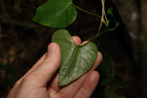 Image of Tinospora smilacina by (c) Greg Tasney, some rights reserved (CC BY-SA)