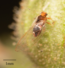 Bactericera dorsalis