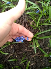 Scilla siberica