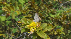 Euchrysops
