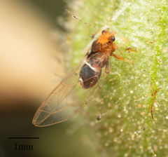 Bactericera dorsalis