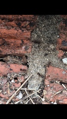 Solenopsis saevissima