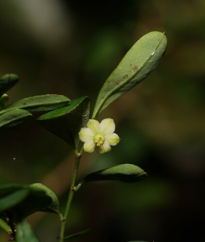 Sauropus albiflorus