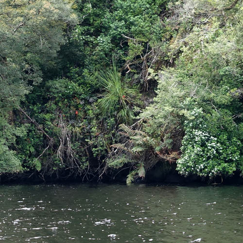 Image of Blandfordia punicea by no rights reserved