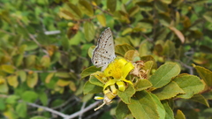 Euchrysops
