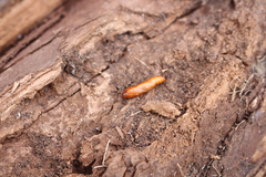 Anania hortulata