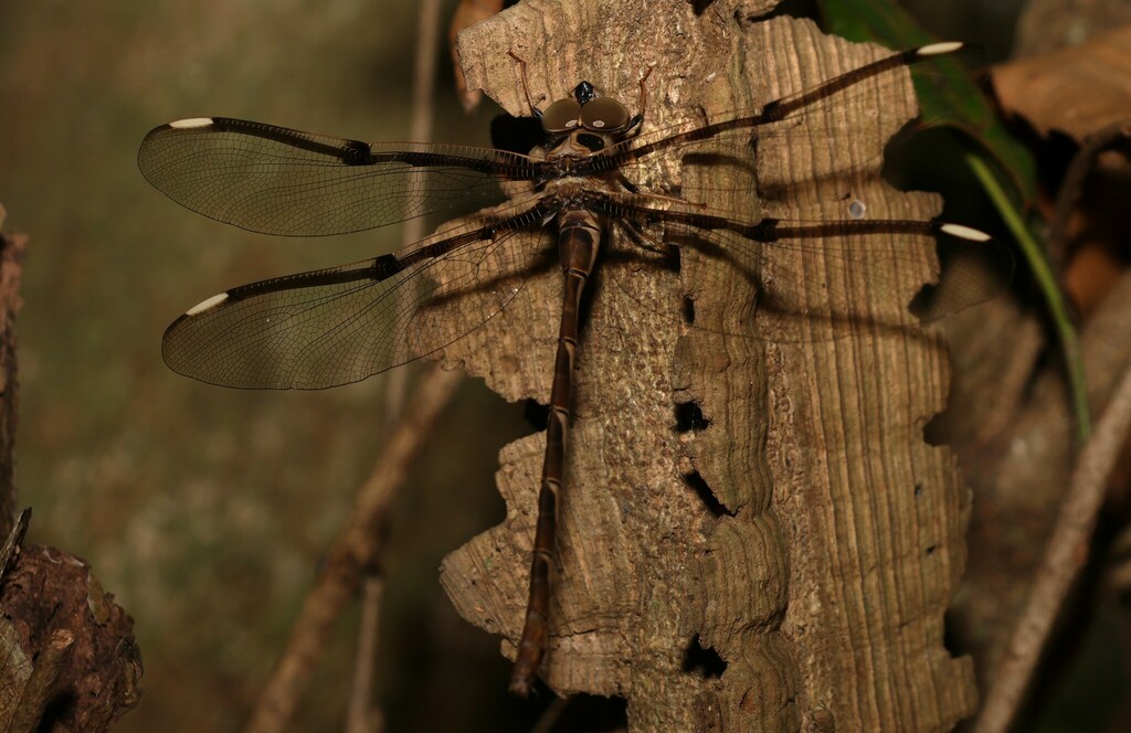 Northern Evening Darner