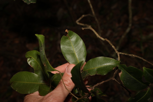 Image of Mischocarpus anodontus by (c) Greg Tasney, some rights reserved (CC BY-SA)