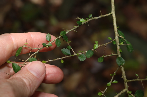 Image of Acalypha capillipes by (c) Greg Tasney, some rights reserved (CC BY-SA)