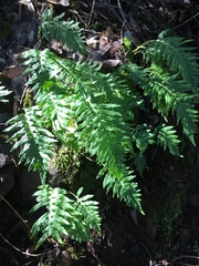 Polypodium calirhiza image