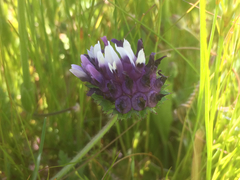 Trifolium grayi