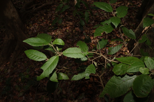 Image of Croton stigmatosus by (c) Greg Tasney, some rights reserved (CC BY-SA)