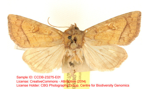Angelica stem borer moth