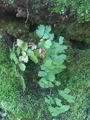 Adiantum shastense image