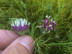 Trifolium grayi