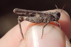 Acrotylus fischeri