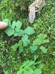 Adiantum shastense image