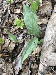 Erythronium rostratum