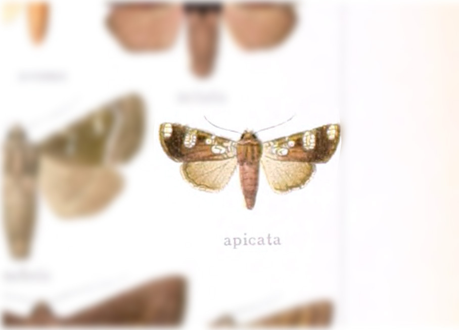 Papaipema apicata