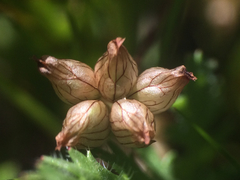Trifolium depauperatum