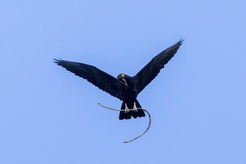 Bat Hawk