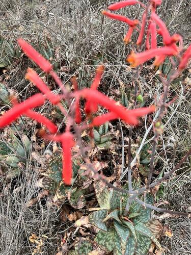 Large-toothed Aloe (Aloe grandidentata)