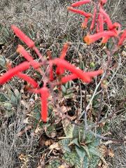 Large-toothed Aloe (Aloe grandidentata)