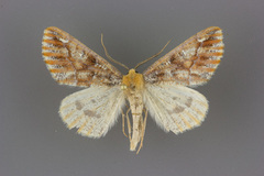 Caripeta suffusata