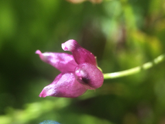 Trifolium depauperatum