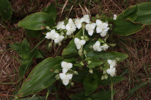 Succulent spiderwort (Tradescantia crassula)