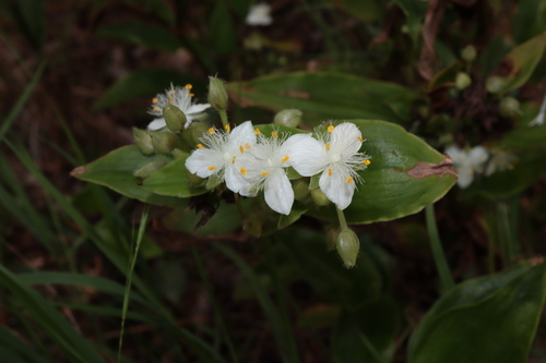 Succulent spiderwort (Tradescantia crassula)