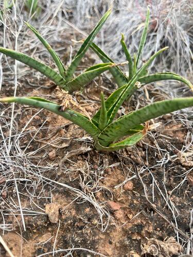 Ledebouria luteola