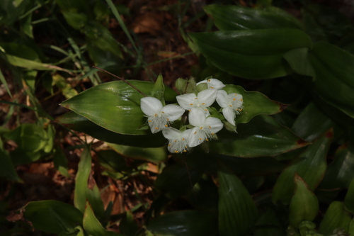 Succulent spiderwort (Tradescantia crassula)