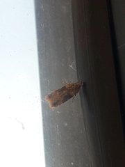 Chionodes mediofuscella