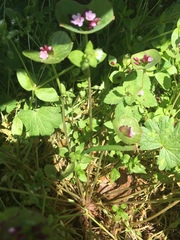 Claytonia parviflora