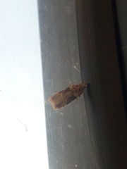 Chionodes mediofuscella