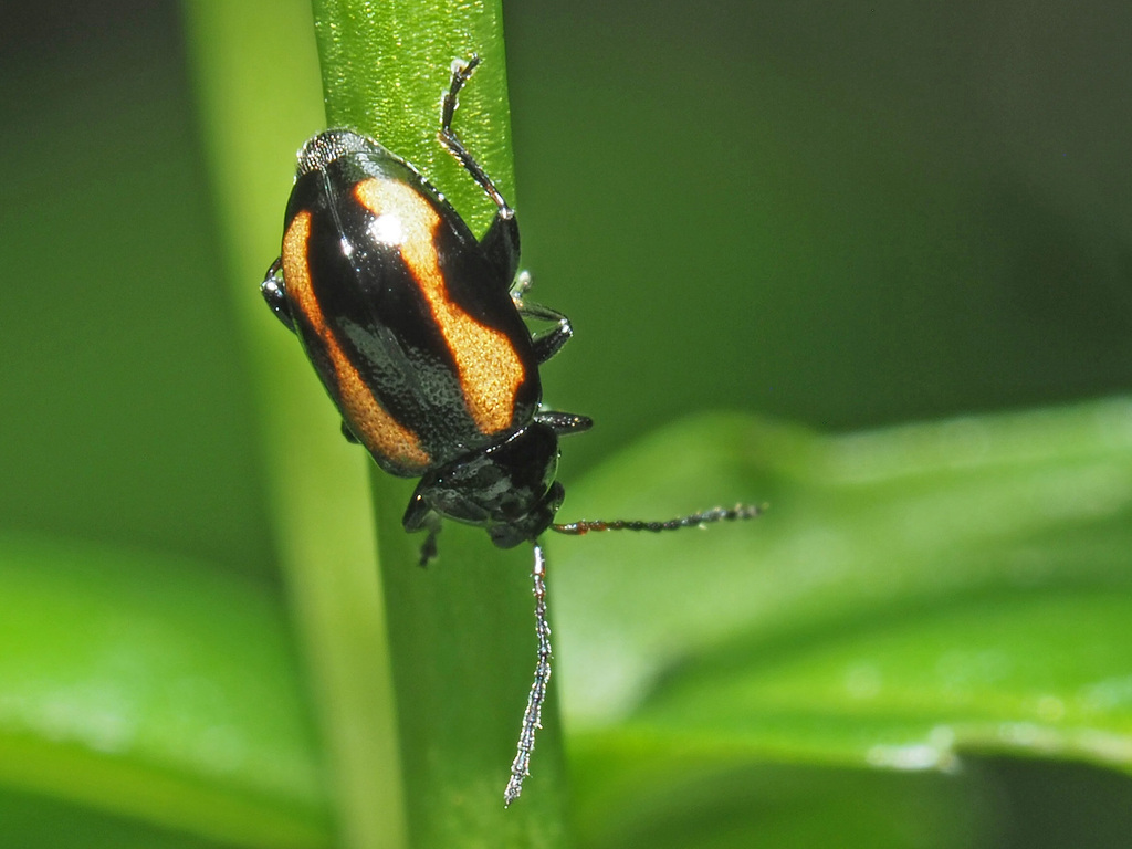 Phyllotreta tetrastigma