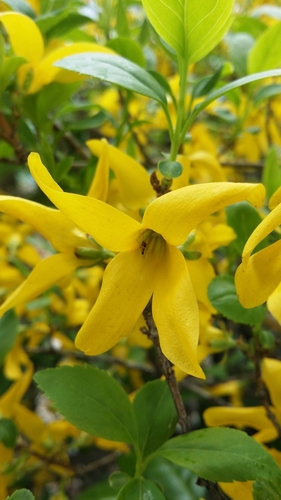 Image of Forsythia koreana by (c) Taylor Wichmanowski, some rights reserved (CC BY)