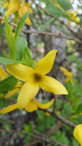 Image of Forsythia koreana by (c) Taylor Wichmanowski, some rights reserved (CC BY)