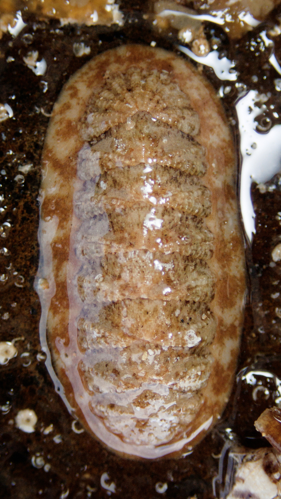 Ancient Chiton from Bass Coast - Phillip Is., Victoria, Australia on ...