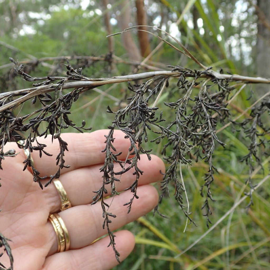 tall saw-sedge from Sunshine NSW 2264, Australia on November 27, 2023 ...