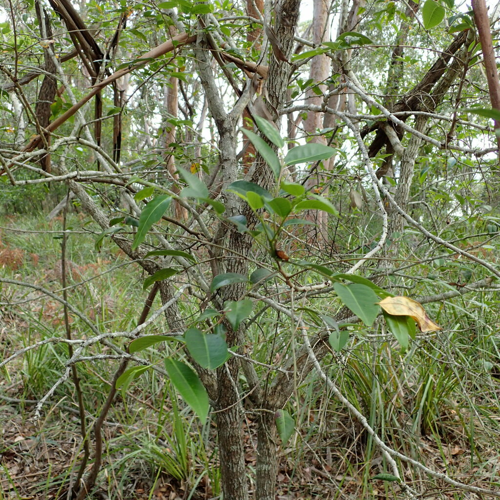 Cheese Tree from Sunshine NSW 2264, Australia on November 27, 2023 at ...