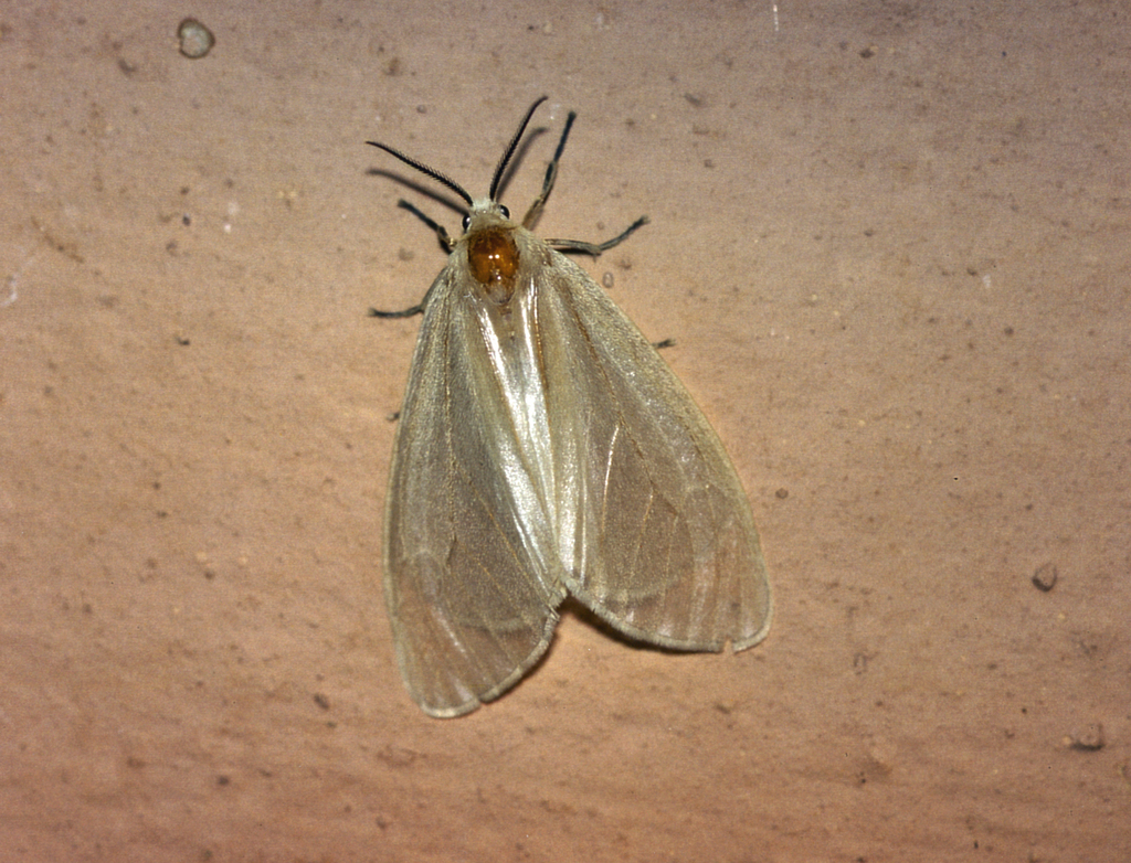 Ruanda aetheria
