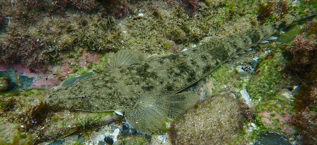 Dusky Flathead From Coffs Harbour NSW Australia On November 27 2023 dusky-flathead-from-coffs-harbour-nsw-australia-on-november-27-2023