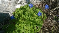 Anemonoides apennina